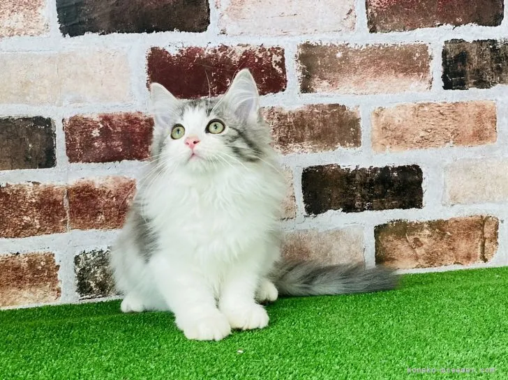 ID:2105-02041の子猫