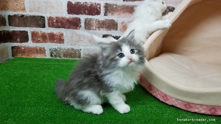 ID:2104-00310の子猫