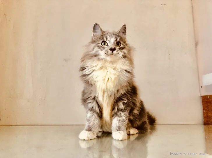 ID:1908-00619の子猫