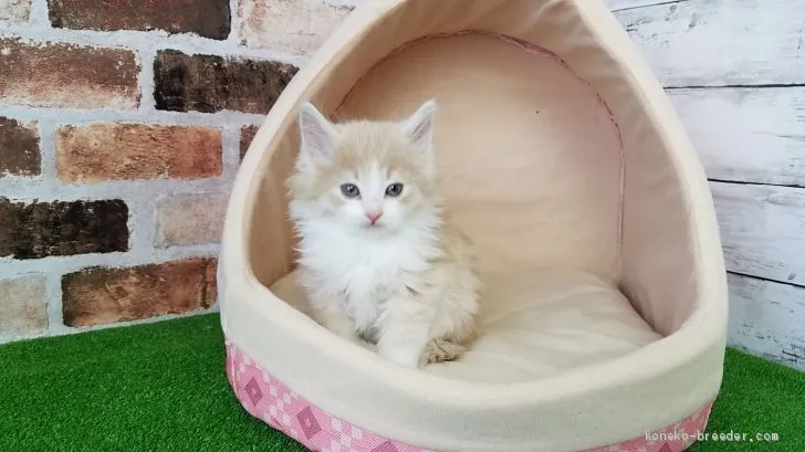 ID:2101-01276の子猫