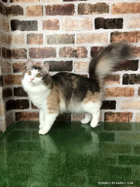 よっち 様のお迎えした子猫