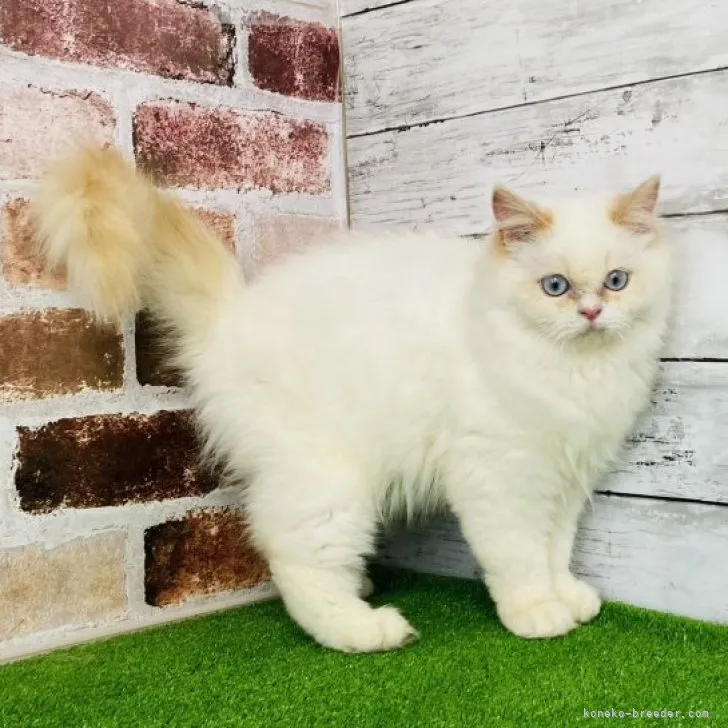 ID:2304-03122の子猫