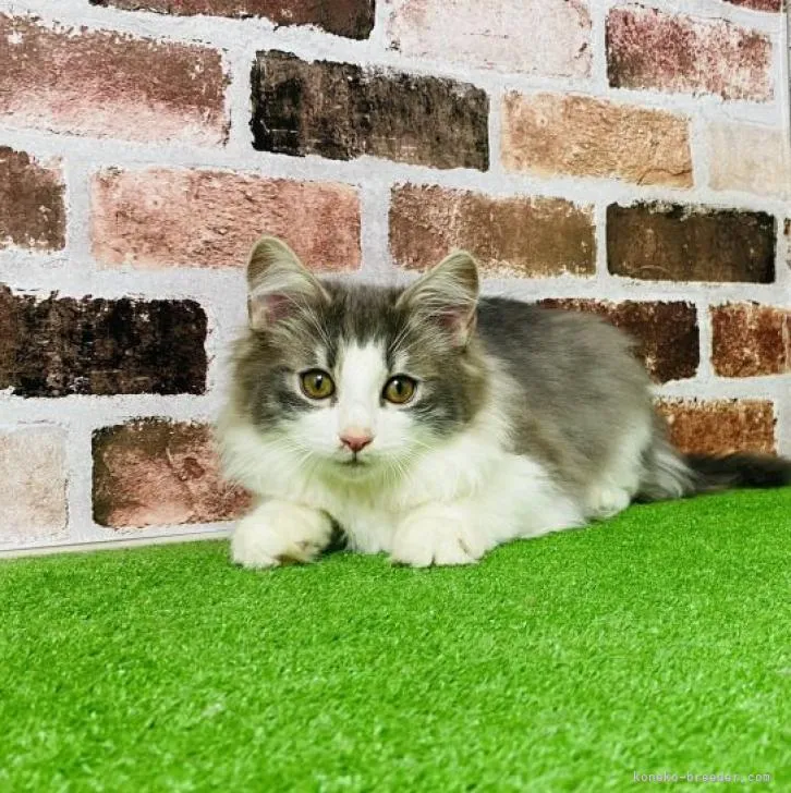 ID：2302-00952の子猫