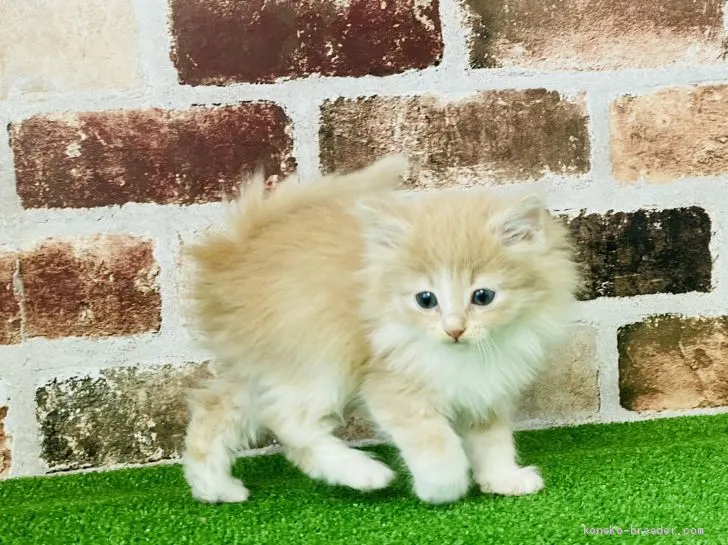 ID：2101-01279の子猫