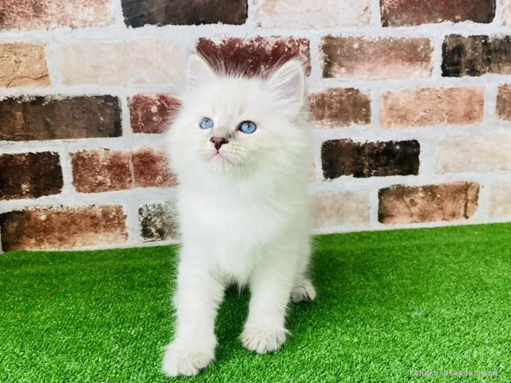 ID：2106-01919の子猫