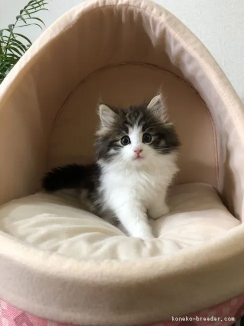 ID：1904-00056の子猫