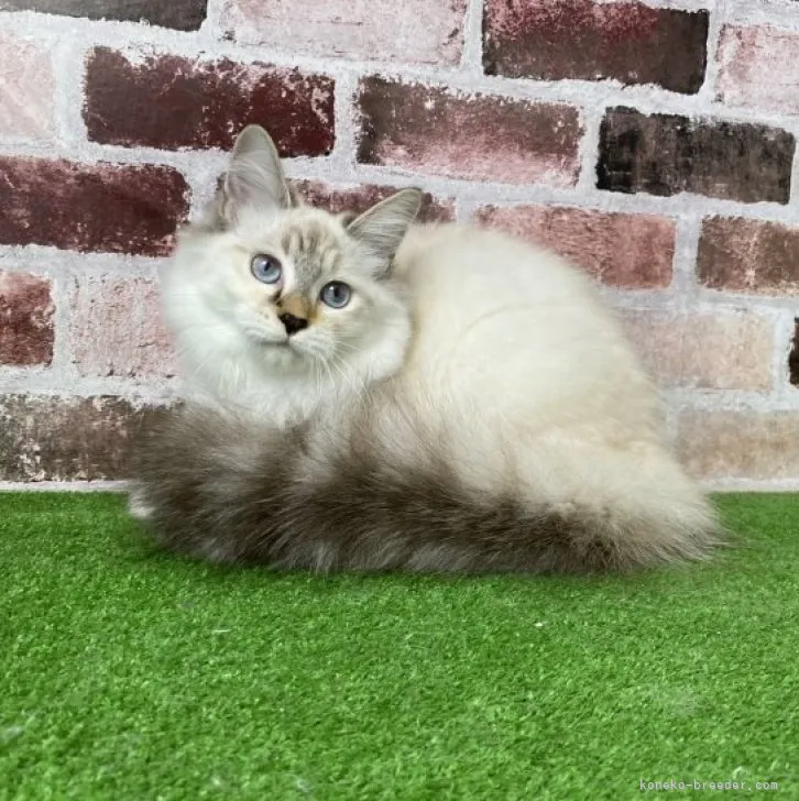 ID：2305-01117の子猫