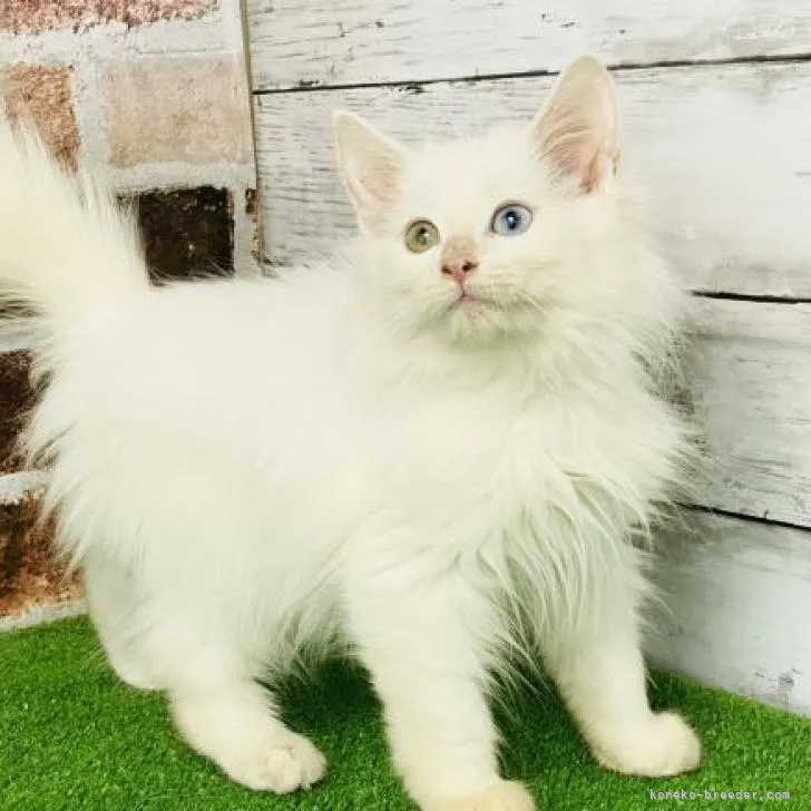 ID:2210-02859の子猫
