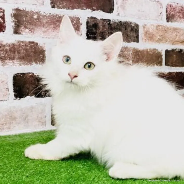 ID：2210-02857の子猫