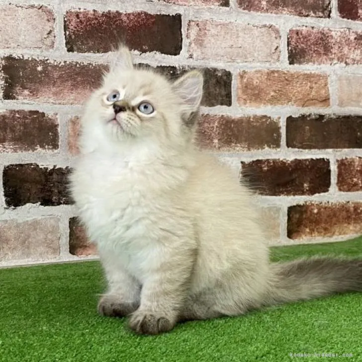 ID:2207-01249の子猫