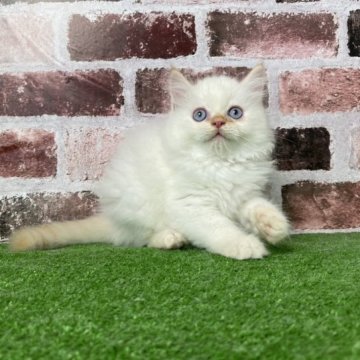 サイベリアン【愛知県・男の子・2023年8月20日・クリームリンクスポイントミテッド （トリプルコートロング）】の写真「猫アレルギーにも優しい✨つぶらな碧い瞳がキュート♪」