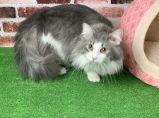 ノルウェージャンフォレストキャット【・男の子・2020年3月30日・ブルータビー&ホワイト】