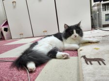 ノルウェージャンフォレストキャット【・女の子・2023年12月4日・ブルータビー&ホワイト】