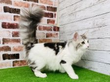 ノルウェージャンフォレストキャット【・女の子・2021年2月6日・シルバータビー&ホワイト】