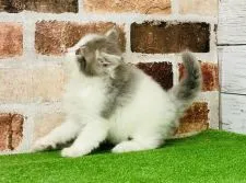 ノルウェージャンフォレストキャット【愛知県・男の子・2022年3月13日・ブルータビー&ホワイト 】の写真3