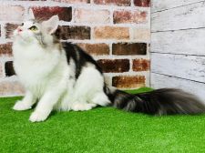 ノルウェージャンフォレストキャット【・女の子・2021年2月6日・シルバータビー&ホワイト】