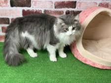 ノルウェージャンフォレストキャット【・男の子・2020年3月30日・ブルータビー&ホワイト】