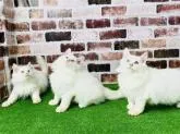 ノルウェージャンフォレストキャット【愛知県・男の子・2022年8月26日・ホワイトソリッド 】の写真5