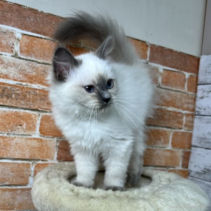 ブリーダー画像