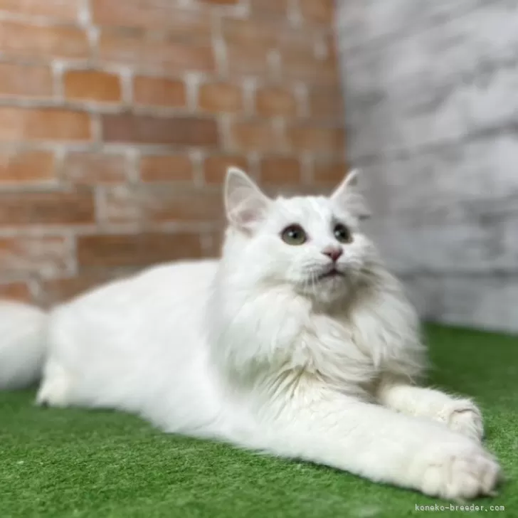 ノルウェージャンフォレストキャット【愛知県・男の子・2025年3月9日・ホワイトソリッド(グリーンアイ) 】の写真1