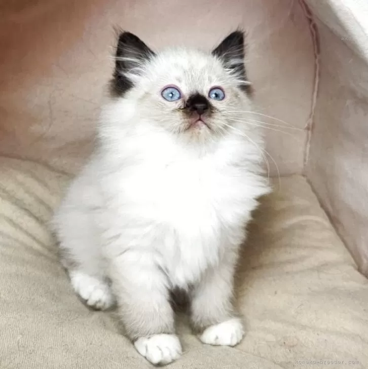 ID:2505-00354の子猫
