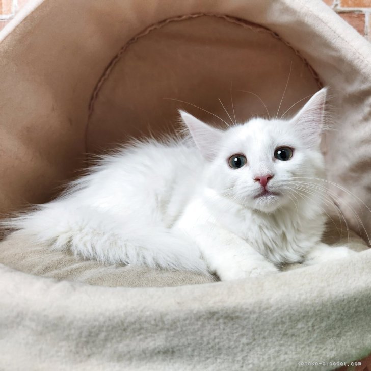 ブリーダー画像