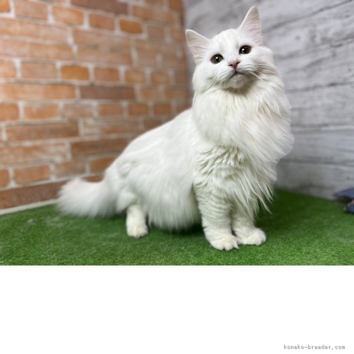 ブリーダー画像