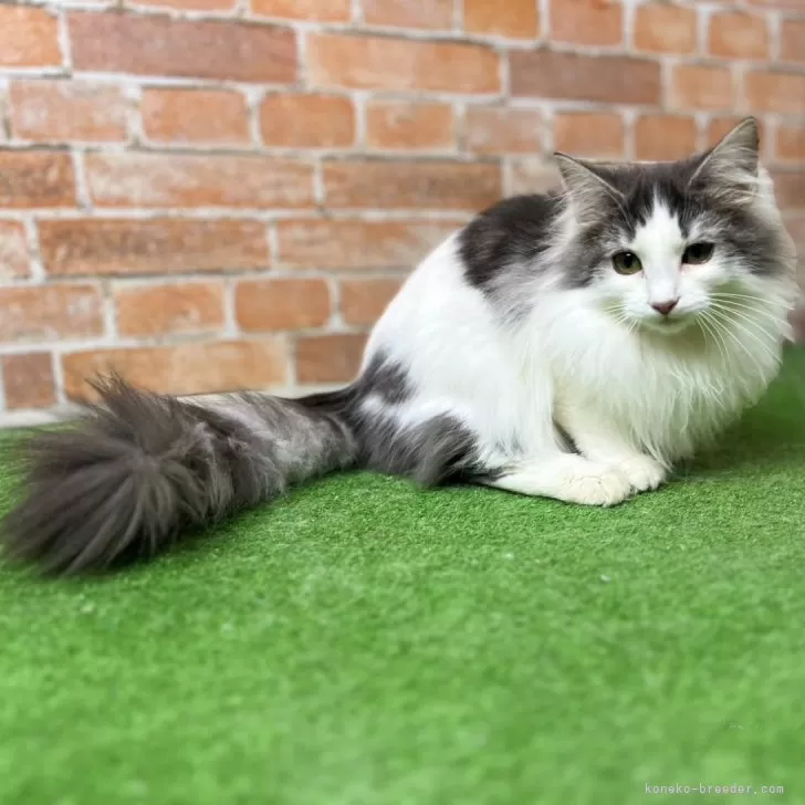 ノルウェージャンフォレストキャット【愛知県・女の子・2025年3月9日・ブルータビー&amp;ホワイト】の写真1