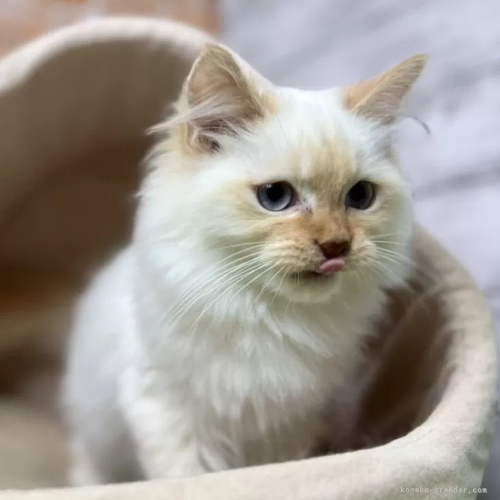 サイベリアン【愛知県・男の子・2025年6月7日・クリームリンクスポイント 】の写真1