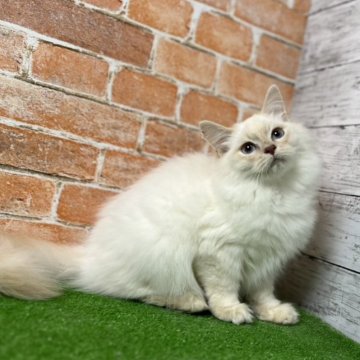 サイベリアン【愛知県・男の子・2025年6月7日・クリームリンクスポイント （トリプルコートロング）】の写真「甘えん坊🎵抱っこで液体な碧眼王子👑」