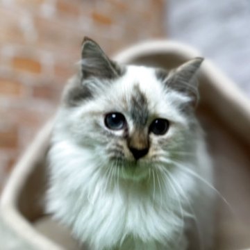 サイベリアン【愛知県・女の子・2025年6月7日・シールトーティポイント（トリプルコートロング）】の写真「面倒見の良い碧い瞳の優しい子🎵」