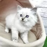 サイベリアン