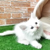 ノルウェージャンフォレストキャット