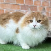 ノルウェージャンフォレストキャット