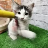 ノルウェージャンフォレストキャット