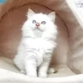 サイベリアン