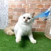 サイベリアン