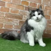 ノルウェージャンフォレストキャット