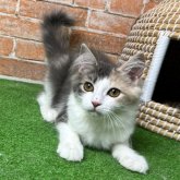ノルウェージャンフォレストキャット