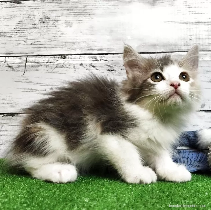 【原画販売】ノルウェージャンフォレストキャットの水彩画 即購入OK☆猫の絵⑥ ノルウェージャンフォレストキャット 鉛筆画