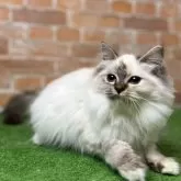 サイベリアン【愛知県・女の子・2025年6月7日・シールトーティポイント 】の写真2