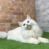 ノルウェージャンフォレストキャット【愛知県・男の子・2025年3月9日・ホワイトソリッド(グリーンアイ) 】の写真3