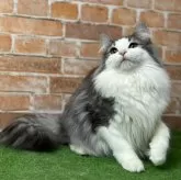 ノルウェージャンフォレストキャット【愛知県・男の子・2025年3月9日・ブルータビー&ホワイト】の写真4