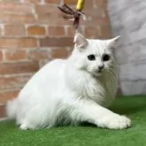 ノルウェージャンフォレストキャット【愛知県・男の子・2025年3月9日・ホワイトソリッド(グリーンアイ) 】の写真4