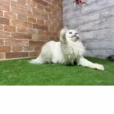 ノルウェージャンフォレストキャット【愛知県・女の子・2025年3月9日・ホワイトソリッド(グリーンアイ)】の写真5