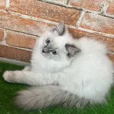 サイベリアン【愛知県・女の子・2025年6月1日・ブルーリンクスポイントミテッド 】の写真5