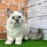 サイベリアン【愛知県・女の子・2025年6月1日・ブルーリンクスポイントミテッド 】の写真6