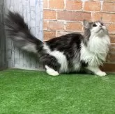 ノルウェージャンフォレストキャット【愛知県・女の子・2025年3月9日・ブルータビー&ホワイト】の写真6