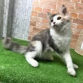 ノルウェージャンフォレストキャット【愛知県・女の子・2025年5月18日・ブルーパッチドタビー&ホワイト 】の写真3