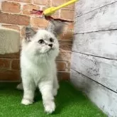 サイベリアン【愛知県・女の子・2025年6月1日・ブルーリンクスポイントミテッド 】の写真7